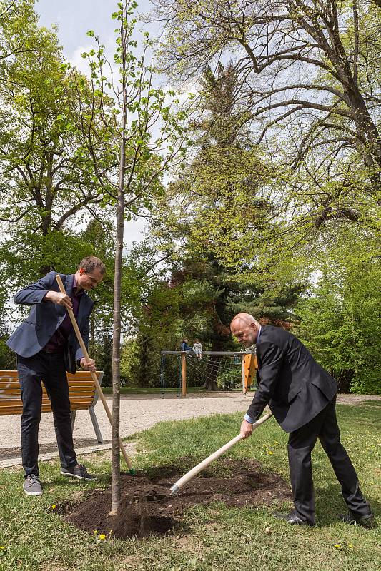 Slavnostní sázení Lípy Olgy Havlové v Českém Krumlově.