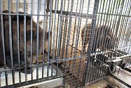 Českokrumlovské medvědárium ožilo novými mladými huňáči.