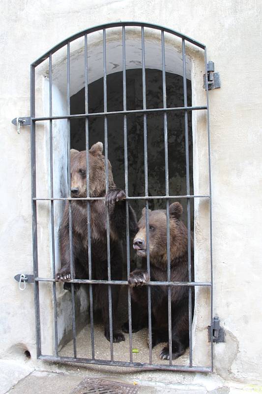 Na medvíďata se přijel podívat ministr životního prostředí Richard Brabec, ředitel ZOO Olomouc Radomír Habáň i dlouholetý medvědářův kamarád Václav Chaloupek.