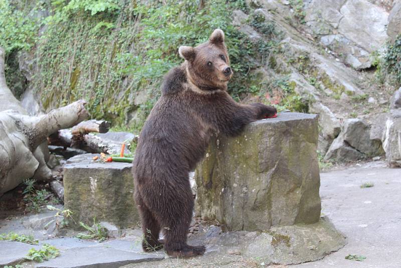 Na medvíďata se přijel podívat ministr životního prostředí Richard Brabec, ředitel ZOO Olomouc Radomír Habáň i dlouholetý medvědářův kamarád Václav Chaloupek.