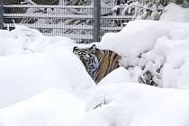 Zoologická zahrada na Hluboké je kvůli kalamitě až do odvolání uzavřena. Sníh zasypal i hlubockého tygra ussurijského, který tak dostál svému dalšímu druhovému jménu, tygr sibiřský. 