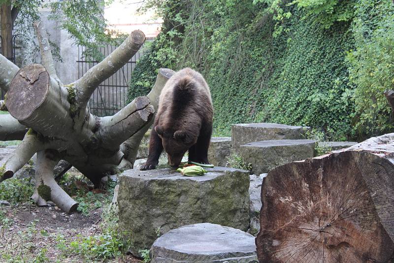 Na medvíďata se přijel podívat ministr životního prostředí Richard Brabec, ředitel ZOO Olomouc Radomír Habáň i dlouholetý medvědářův kamarád Václav Chaloupek.