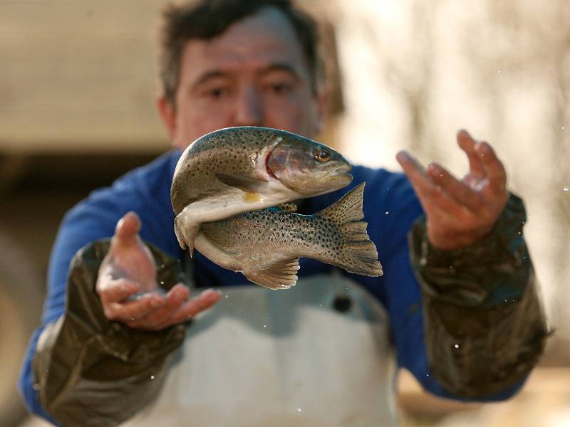 Za necelé dva týdny odstartuje pstruhová sezona, které se rybáři v celé republice nemohou dočkat.