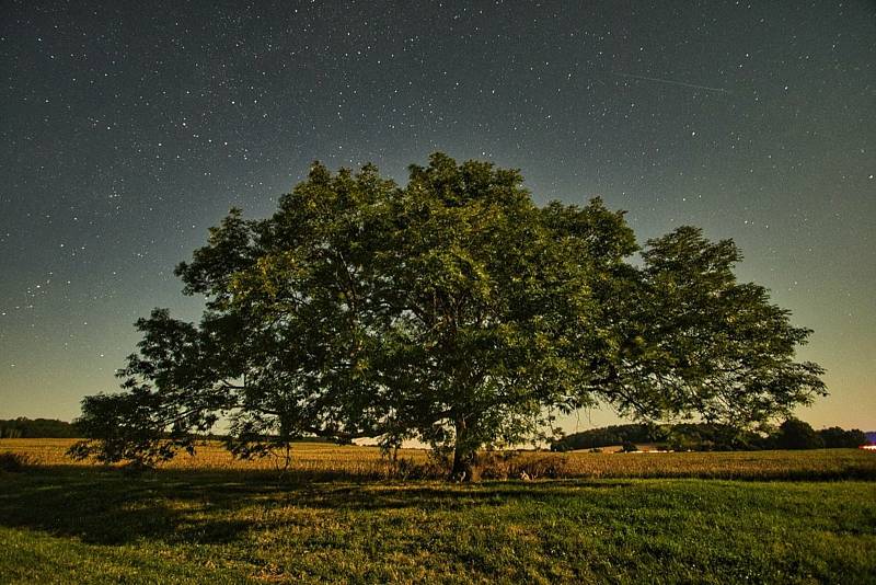 Strom Strážce Výštice v Olešníku se uchází o Strom roku