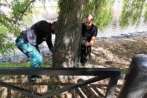 Město Český Krumlov ve spolupráci s Povodím Vltavy nechalo na stromy podél Vltavy nainstalovat ochranné oplocení.