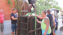 Dvouletá medvíďata se po příjezdu z olomoucké zoo zabydlují na krumlovském zámku.