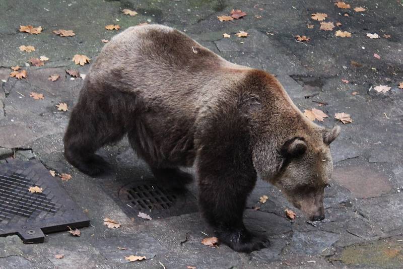 Medvíďata z krumlovského zámku jsou pokřtěna, sourozenci dostali rožmberská jména Vilém a Polyxena.