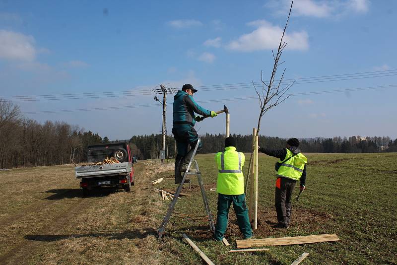 Křižovatka u Velešína porostu dřevin zbavená a výsadba stromořadí na Holkově u Koňské dráhy.