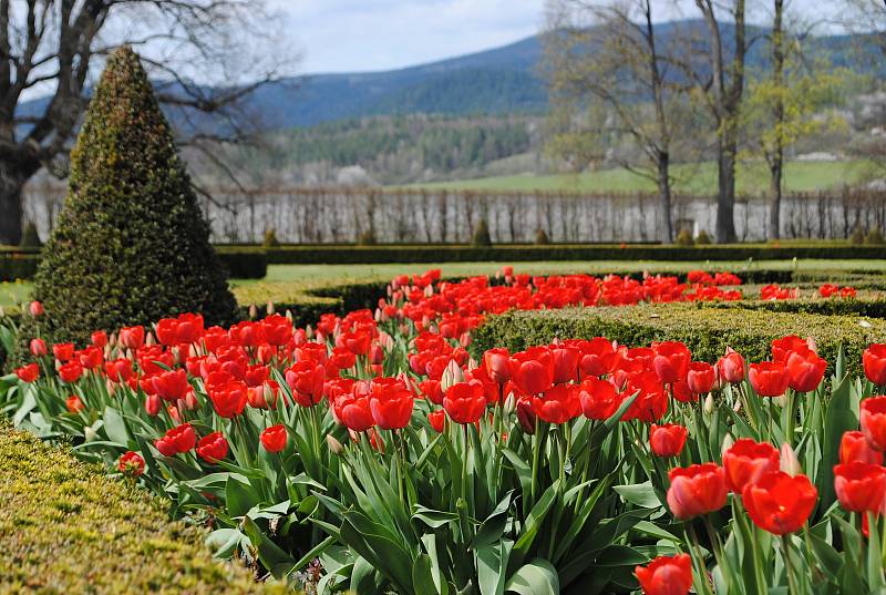 Zámecká zahrada v Českém Krumlově rozkvetla, rozzářily ji hlavně tulipány.