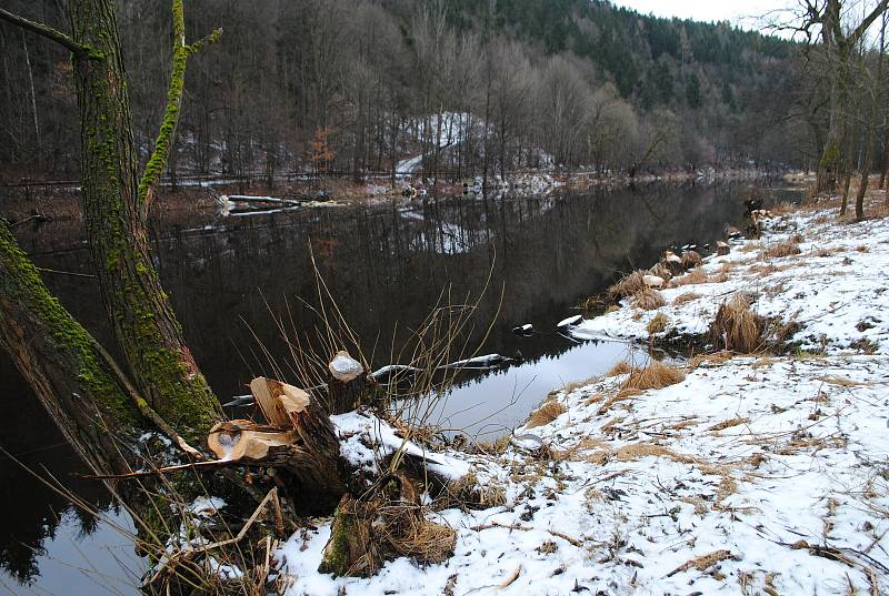 Bobr na Vltavě mezi Větřním a Papouščí skálou kácí jeden strom za druhým a výrazně tak prosvětluje břehové porosty.