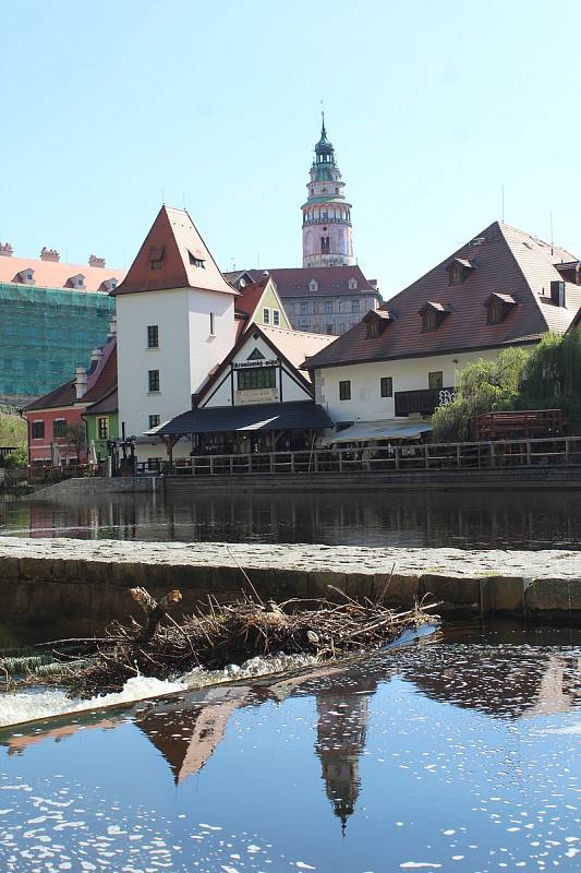 Kachna divoká zahnízdila v Českém Krumlově na šlajsně pod Plášťovým mostem.