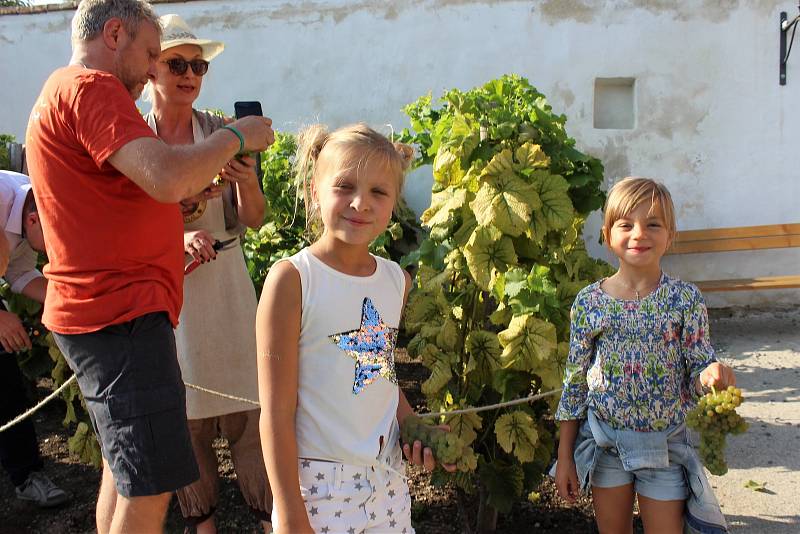 Krumlovské vinobraní 2018. Na vinici na Tramíně se společnými silami sklízela odrůda Solaris.