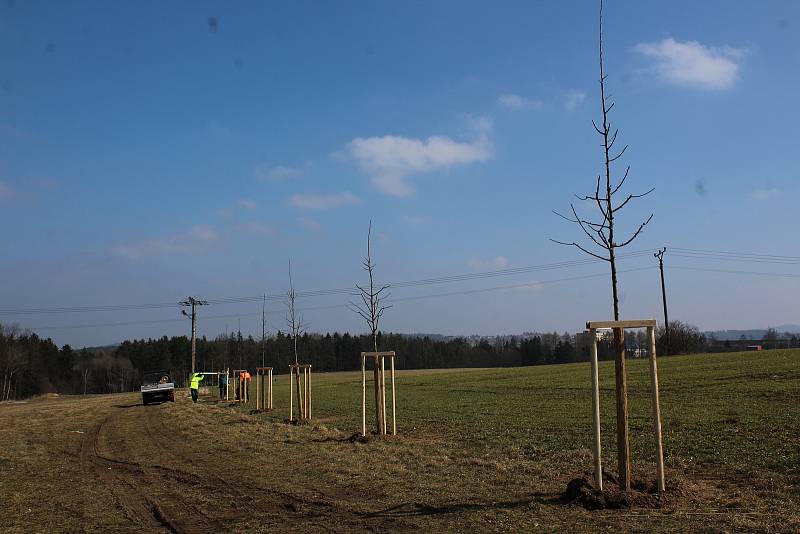 Křižovatka u Velešína porostu dřevin zbavená a výsadba stromořadí na Holkově u Koňské dráhy.