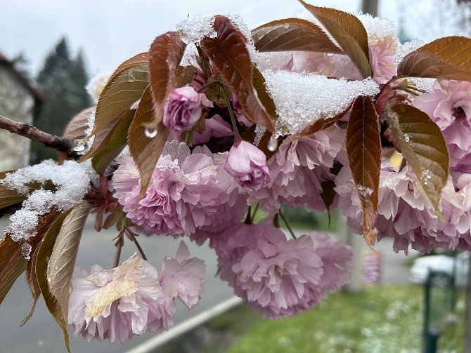 Českokrumlovsko se 23. dubna 2024 probudilo do zimy. Rozkvetlé ovocné stromy, jako tuto sakuru, zasypal sníh.