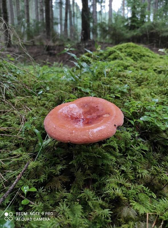 Houbaření na Českokrumlovsku