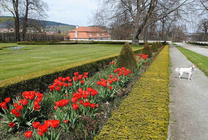 Zámecká zahrada v Českém Krumlově rozkvetla, rozzářily ji hlavně tulipány.