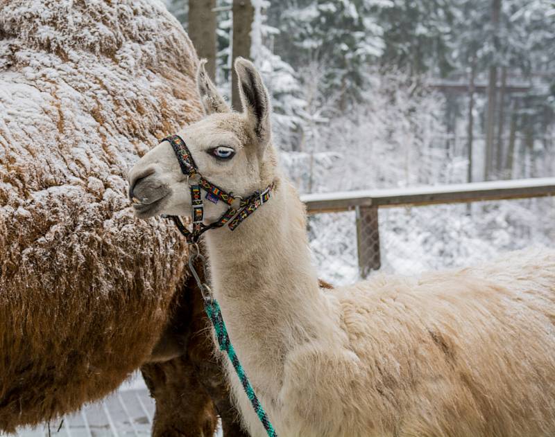 Velbloud Šajtan a lama Otík se producírovali ve sněhu na Lipně.