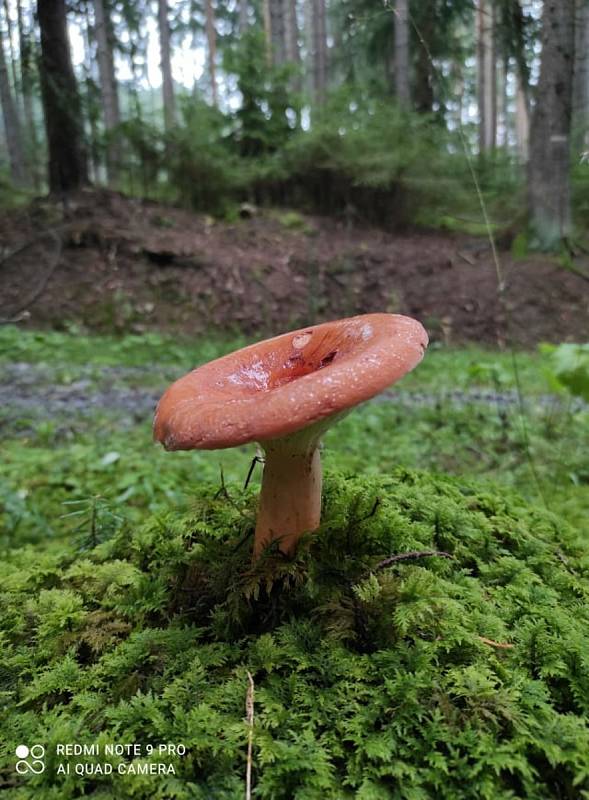 Houbaření na Českokrumlovsku