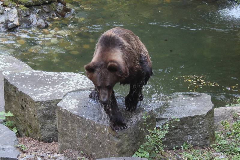 Na medvíďata se přijel podívat ministr životního prostředí Richard Brabec, ředitel ZOO Olomouc Radomír Habáň i dlouholetý medvědářův kamarád Václav Chaloupek.