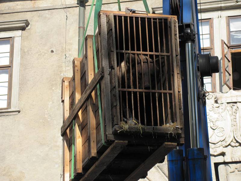 Dvouletá medvíďata se po příjezdu z olomoucké zoo zabydlují na krumlovském zámku.