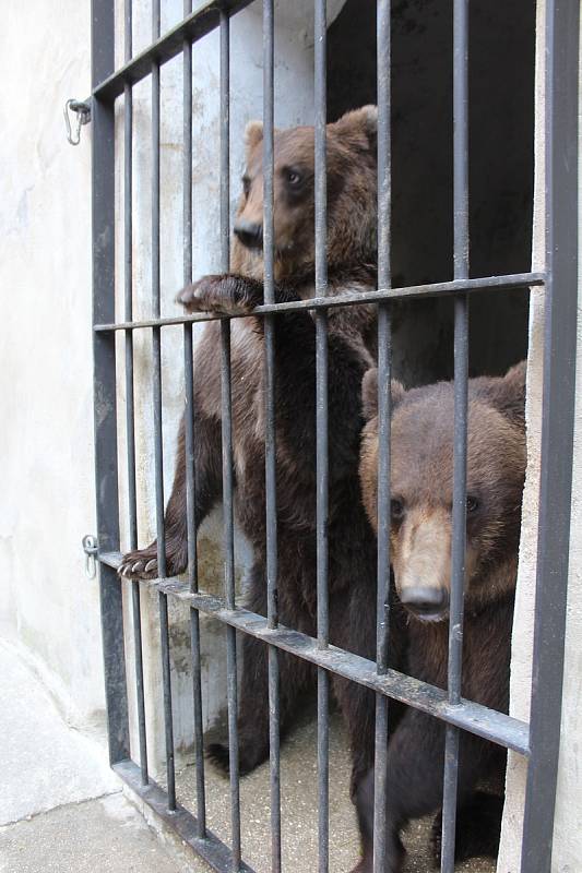 Na medvíďata se přijel podívat ministr životního prostředí Richard Brabec, ředitel ZOO Olomouc Radomír Habáň i dlouholetý medvědářův kamarád Václav Chaloupek.