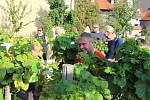 Krumlovské vinobraní 2018. Na vinici na Tramíně se společnými silami sklízela odrůda Solaris.