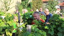 Krumlovské vinobraní 2018. Na vinici na Tramíně se společnými silami sklízela odrůda Solaris.