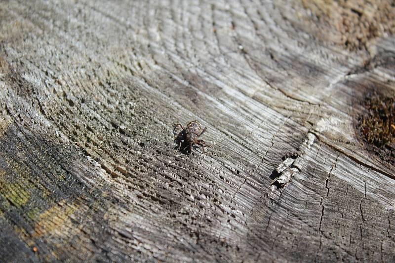 Účinnost pastí na klikoroha borového, kalamitního škůdce v jehličnatých lesích, testují pracovníci Biologického centra AV ČR České Budějovice v lesích na Kleti.