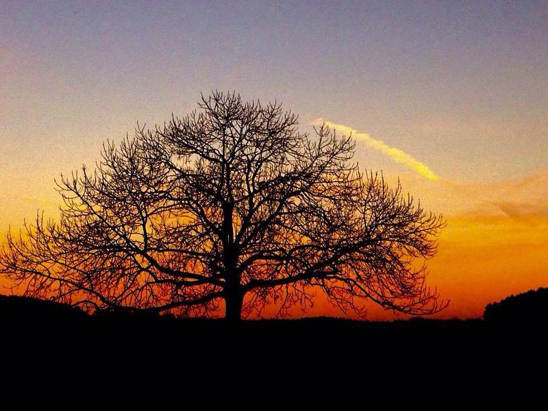 Strom Strážce Výštice v Olešníku se uchází o Strom roku