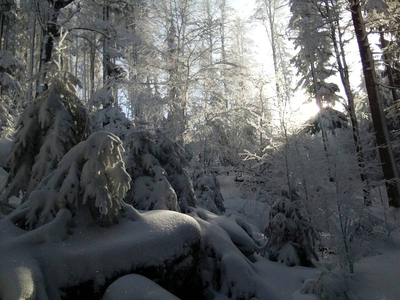 Ze šumavského okruhu Borová Lada - Knížce Pláně - Bučina - Kvilda - Borová Lada.