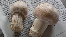 Mezi mé oblíbené houby patří i sluka svraskalá. Ačkoliv jindy roste hojně, teď jsem našla jenom tyto dvě slučky. Asi teprve začínají.