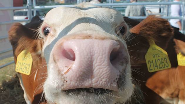 Nemoc šílených krav se vrátila do Británie. Skotská farma potvrdila nový  případ - Deník.cz