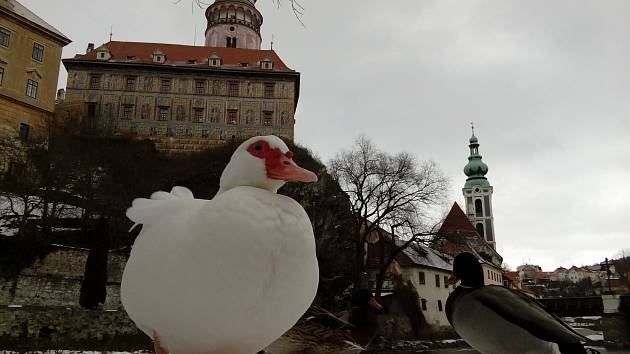 Na Ostrově v Českém Krumlově tráví čas s divokými kachnami pižmovka domácí.