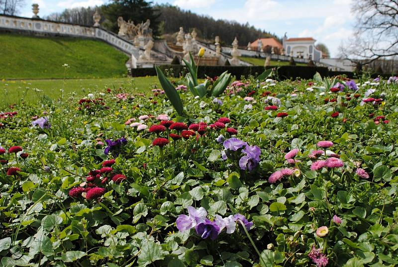 Zámecká zahrada v Českém Krumlově rozkvetla, rozzářily ji hlavně tulipány.