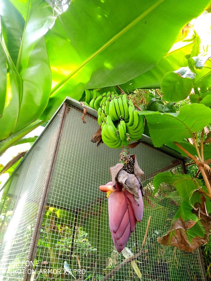 Banánovník v táborské botanické zahradě