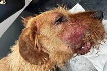Na hlavě nemocného psa lze pozorovat viditelná poranění kůže po úmorném škrábání.