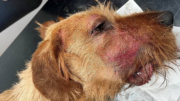 Veterinář z Krumlova popsal, jak se u psa projevila smrtící nemoc od  divočáka - Českokrumlovský deník