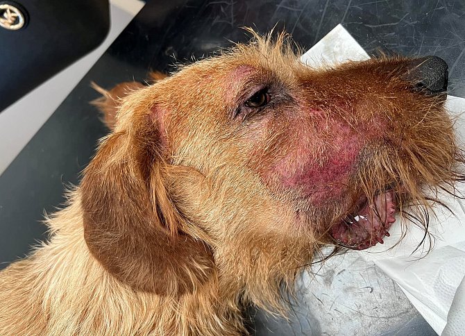 Na hlavě nemocného psa lze pozorovat viditelná poranění kůže po úmorném škrábání