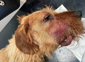 Na hlavě nemocného psa lze pozorovat viditelná poranění kůže po úmorném škrábání.
