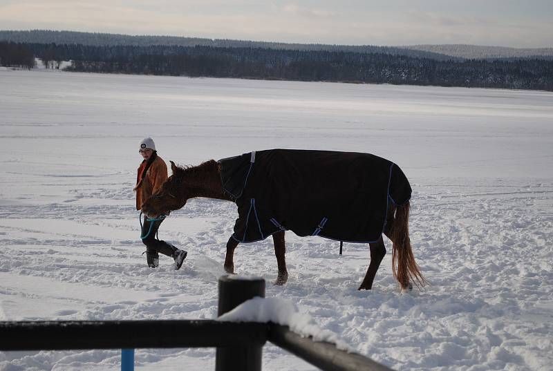 Kobylku, která utekla z ohrady na Kovářově a propadla se uprostřed Lipna, téměř kilometr od břehu, do ledu, se podařilo zachránit.
