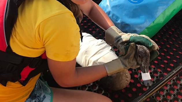 Labutí mládě s háčkem v krku předali k ošetření veterinářům vodní záchranáři na základně v Dolní Vltavici.