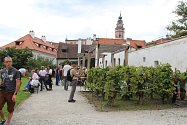 Vinobraní na Tramíně tradičními a ekologickými postupy.