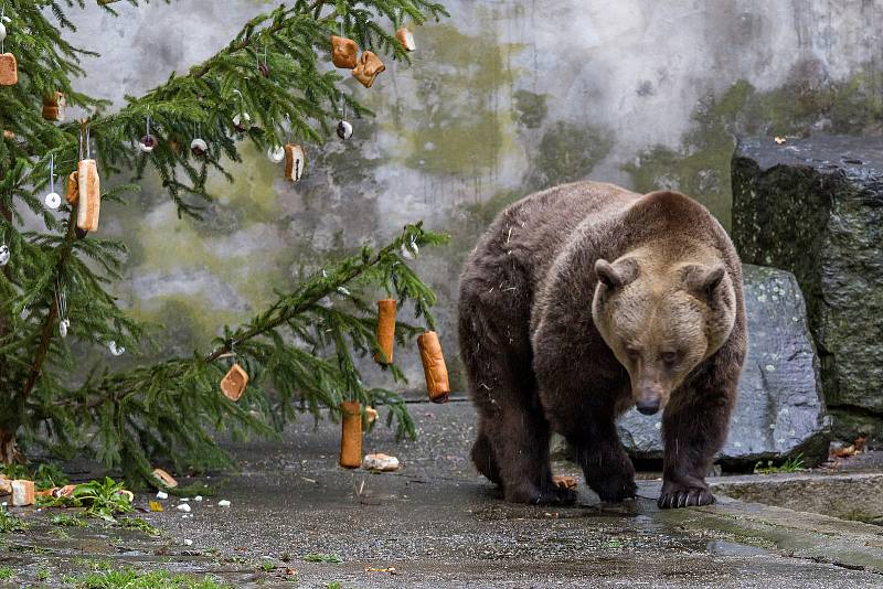 Na obyvatele medvědího příkopu nemohli o Štědrém dni zapomenout obyvatelé Českého Krumlova a okolí.