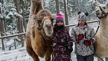 Velbloud Šajtan a lama Otík se producírovali ve sněhu na Lipně.