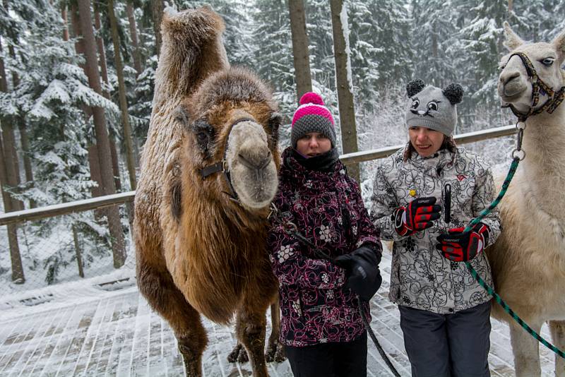 Velbloud Šajtan a lama Otík se producírovali ve sněhu na Lipně.