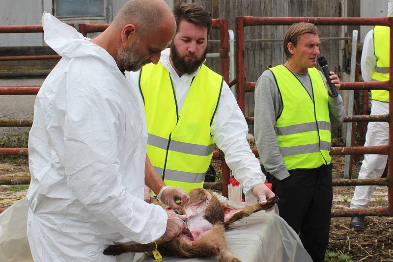 Co dělat, když se objeví africký mor prasat nebo slintavka a kulhavka, předváděli na cvičení v Květušíně státní a vojenští veterináři.