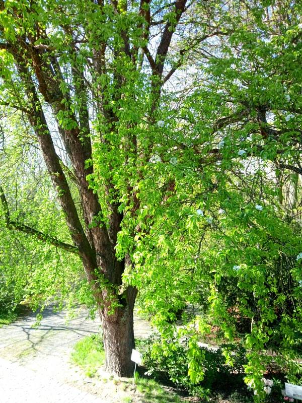 Hrušeň obecná v botanické zahradě možná stála u zrodu kariéry Karla Němce, syna Boženy Němcové a místního zahradníka.