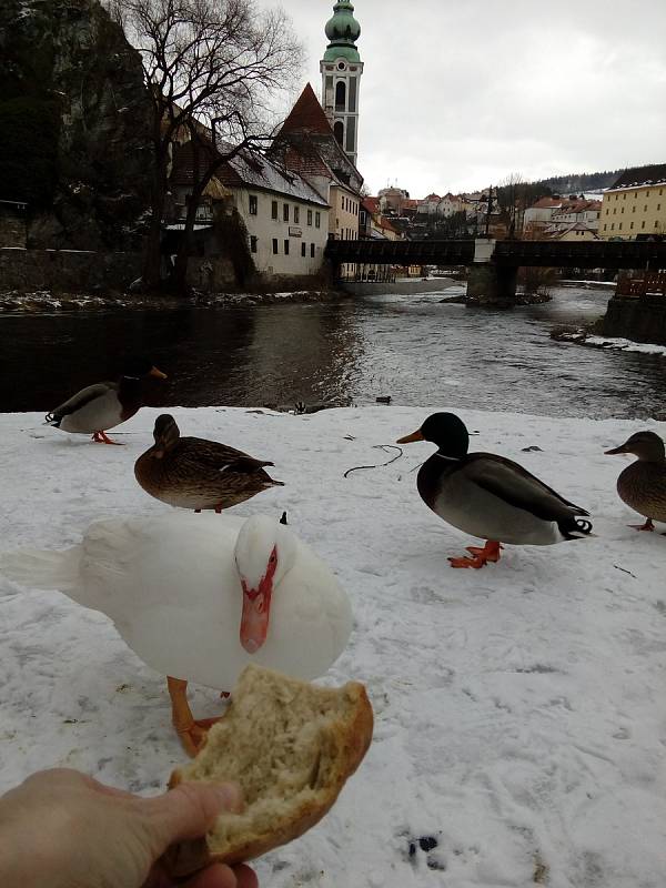 Na Ostrově v Českém Krumlově tráví čas s divokými kachnami pižmovka domácí.