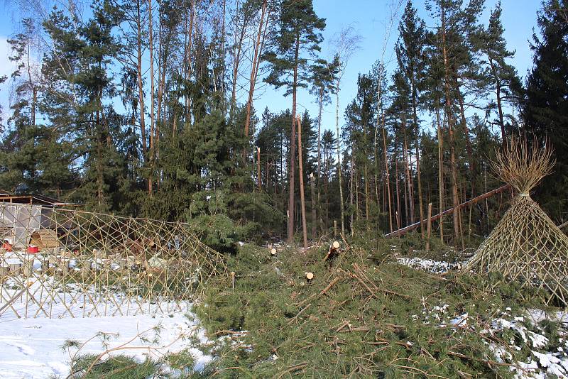 Dobrovolníci likvidovali škody v lesní školce nad Třísovem, kterou v pondělí 10. února 2020 zdemolovala vichřice Sabine.