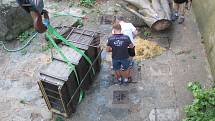 Dvouletá medvíďata se po příjezdu z olomoucké zoo zabydlují na krumlovském zámku.